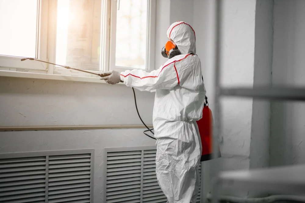 Professional mold remediation services in Vanderpool, TX